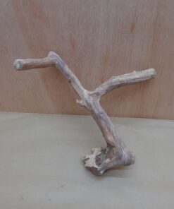 Java Wood - Double Stem - Medium 3