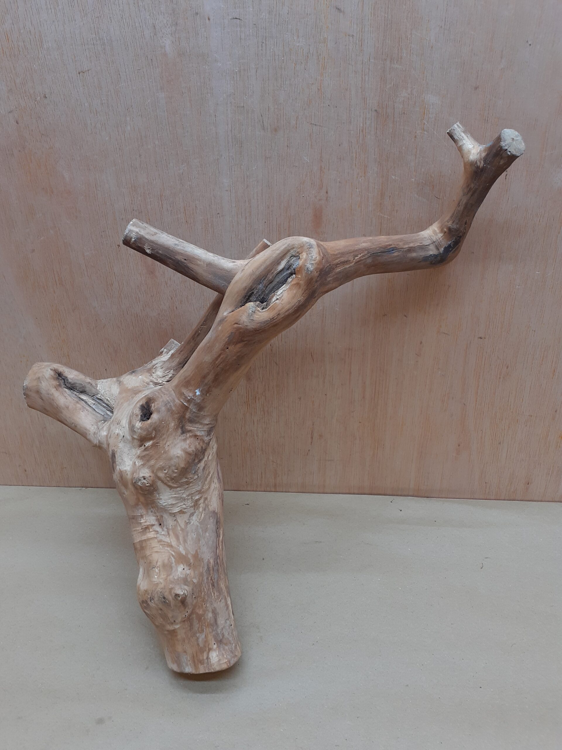 Java Wood - Double Stem - Medium 16