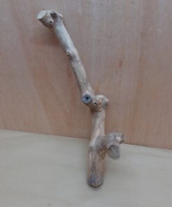 Java Wood - Double Stem - Medium 7