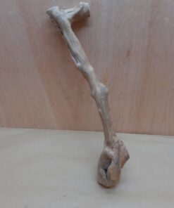 Java Wood - Single Stem - Medium 2