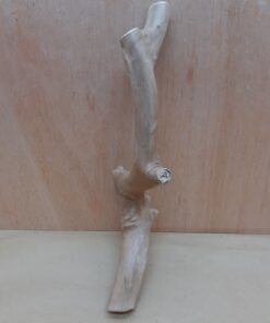 Java Wood - Single Stem - Medium 19