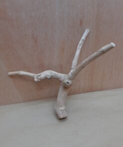 Java Wood - Double Stem - Small 5