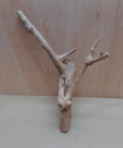 Java Wood - Double Stem - Small 3