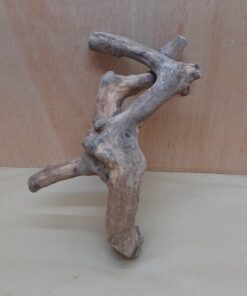 Java Wood - Double Stem - Small 12