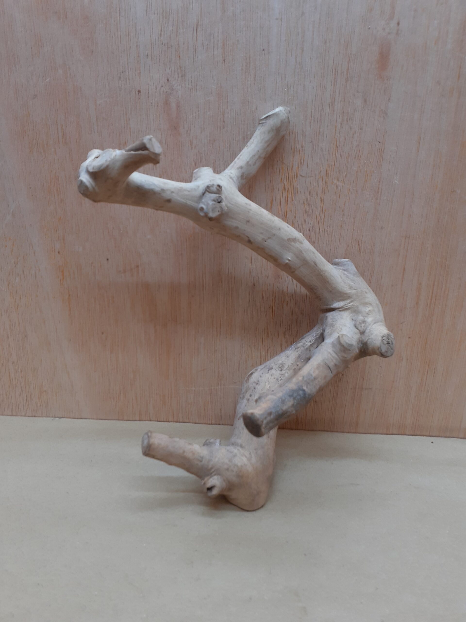 Java Wood - Double Stem - Small 9