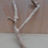 Java Wood - Double Stem - Small 7