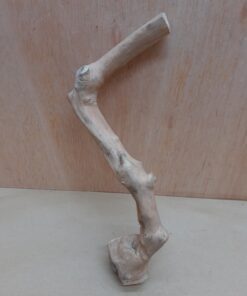 Java Wood - Single Stem - Small 18