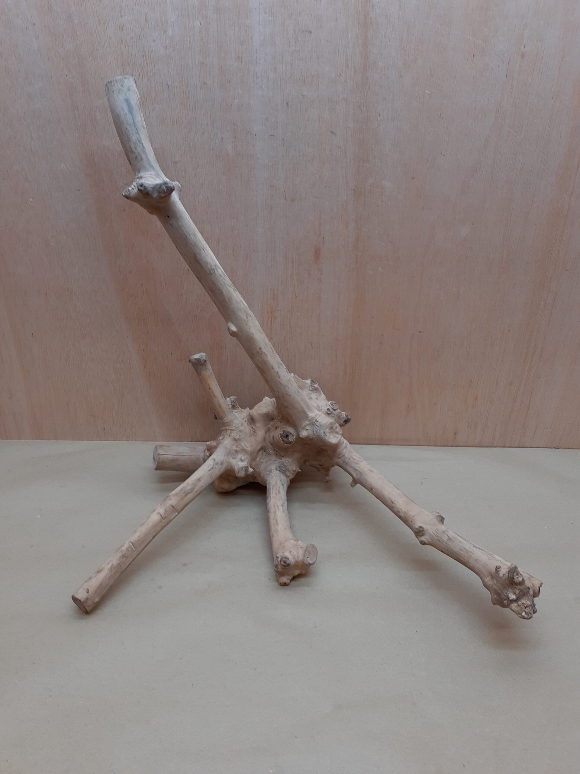 Java Wood - Double Stem - XL 15