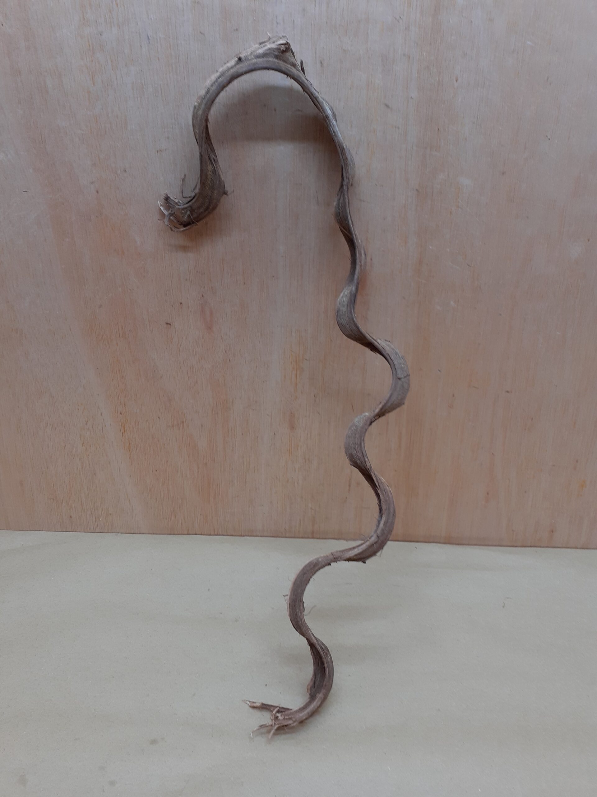 Monkey Ladder Liana - Short - 18