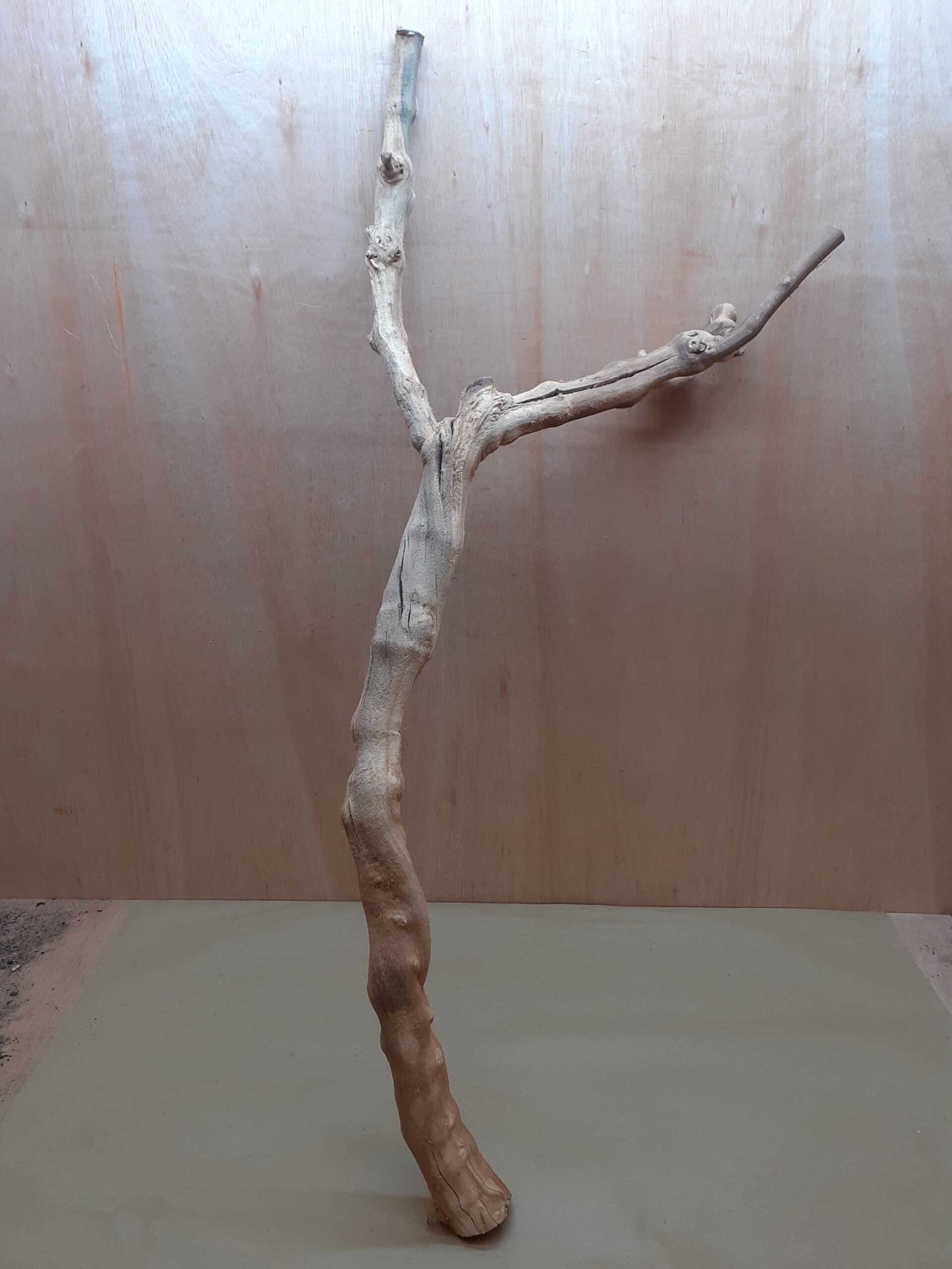 Sandblasted Grapevine - XL 14