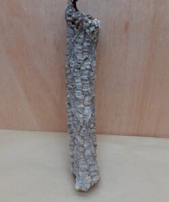 Small Cork Tube - Upto 40cm - 20